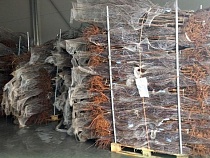 В Калининградскую область привезли десятки тысяч побегов из Сербии