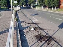 Разбившего вазоны в Балтийске отправили в спецбольницу 