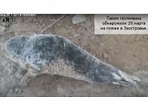 Калининградский зоопарк выпустит тюленя в Балтийское море