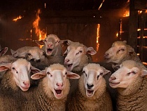 10 овечек погибли жуткой смертью в Зеленоградском районе