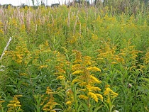 Под Зеленоградском фермер довёл землю до полного одичания