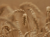 В Калининградской области предложили ввести режим ЧС из-за сильных дождей