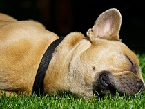 В Гусеве набирает обороты эпидемия ненависти к собакам 