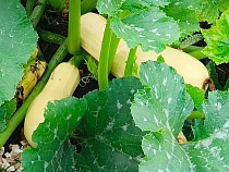 Жителей Калининграда накормят кабачками из Турции после обеззараживания