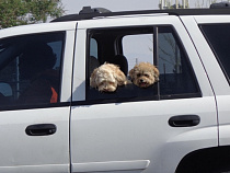 В Калининградской области может подешеветь полис ОСАГО