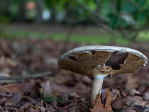 В лесу под Славском ищут грибника, пропавшего три дня назад
