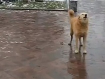 В Калининграде бездомная собака исполнила песню Киркорова