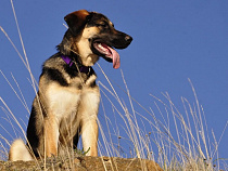 В Калининградской области 5-летнюю девочку загрызла собака её родителей*