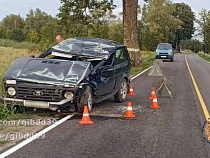 Водитель выбрал дерево для спасения косули под Славском