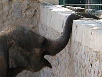 Калининградский зоопарк бесплатно отдает экскременты травоядных животных