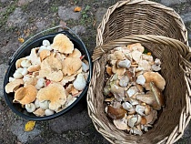 Прирост урожая грибов в Калининградской области превращается в лавину   