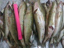 В Калининградской области уничтожен центнер санкционного судака из Польши