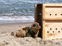 Прошедшие реабилитацию в Калининградском зоопарке тюлени вернулись в море