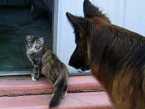 Бизнесмен из Озерска прекратил продавать ветпрепараты после визита прокурора