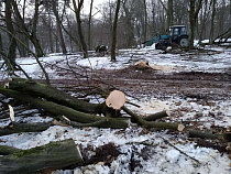 В парке Теодора Кроне в Калининграде безжалостно вырубают деревья