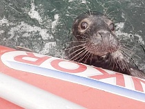 Калининградцы досыта накормили тюленя элитной рыбой