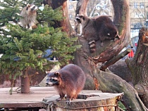 В Калининградском зоопарке решили закатать вольер енотов под площадь