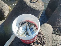 «Два ведра рыбы за 3 часа»: в этом месте Калининградской области клюёт зверски