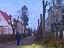 Бесплатно: власти Советска отдают обрезки деревьев на дрова жителям