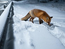 В Калининграде у отдела полиции лисы выкопали тайник