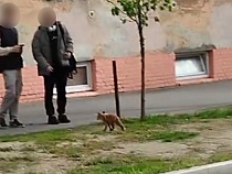 В Калининграде по улице бегает перепуганный лисёнок