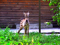 В Калининградском зоопарке у пары зебр родилась девочка