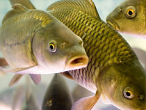 Рыбную продукцию сразу трех калининградских предприятий забраковали на Среднем Урале