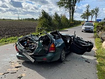 Прокуратура ищет виновного в падении дерева на «Хёндэ» с ребёнком