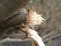 Полицейский из Черняховска нарубил лес на 3,4 млн рублей и уголовное дело