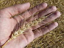 Калининградские аграрии оказались самыми успешными в стране в производстве рапса