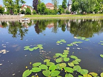 Элитное озеро в Калининграде превращают в свалку 