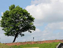 В Калининградской области за неделю клещи укусили 155 человек