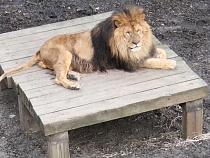 Калининградскому зоопарку разрешили и дальше держать животных