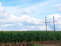 Калининградская область готовит кукурузу к вывозу в Китай