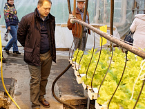 Калининградская область обеспечивает себя овощами на 15%
