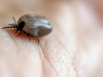 Клещи: кровососы проснулись раньше времени