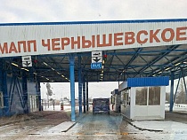 Красивое растение хотели внести из Литвы в Калининградскую область