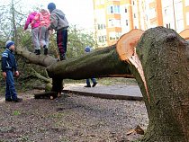Власти Калининграда просят передать им наказания за незаконные вырубки 