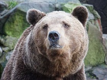В зоопарке Калининграда медведь не ушёл в зимнюю спячку