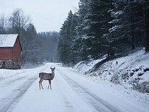 В Нестеровском районе на дороги со снегом высыпали косули