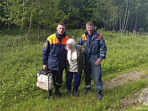 Под Калининградом 89-летняя чуть не заблудилась в стратегическом лесу