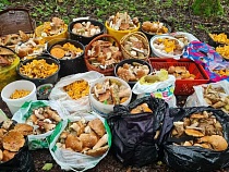 Из лесов Калининградской области вёдрами и сумками выносят еду 