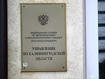В Калининграде вскрыли мутную историю с творожными сырками 