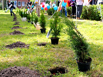 Мэр Калининграда высадил "кладбищенскую" аллею у школы