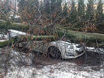 В Гурьевске гнилое дерево похоронило под собой две машины