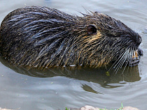 Учёные назвали причины катастрофического обмеления Виштынецкого озера