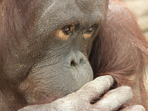 В Калининградском зоопарке обезьян приучают гулять в мороз (видео)