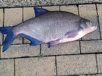 В Калининграде за время ожидания жены от врачей муж поймал ей ужин