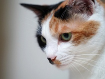 В Правдинске водитель «Мерседеса» заплатит убитой горем хозяйке кошки