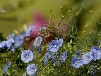 В поселке Орловка планируют построить комплекс по переработке льна